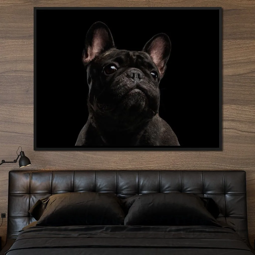 Black French Bulldog