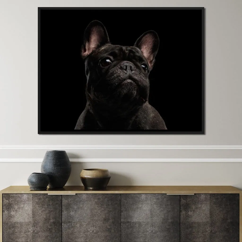 Black French Bulldog