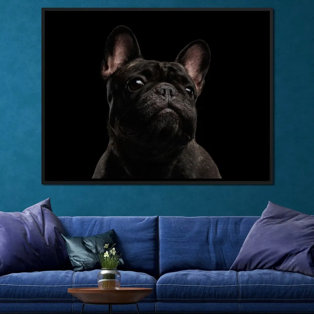 Black French Bulldog