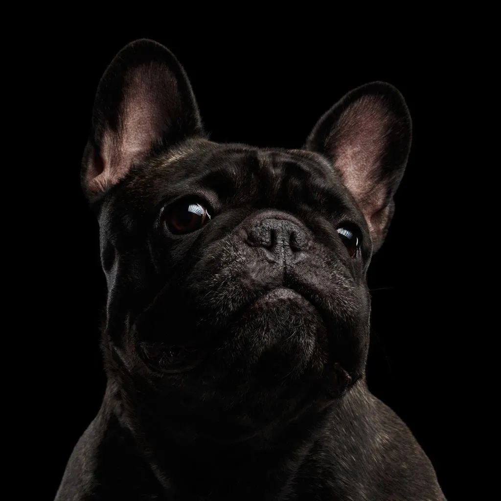 Black French Bulldog