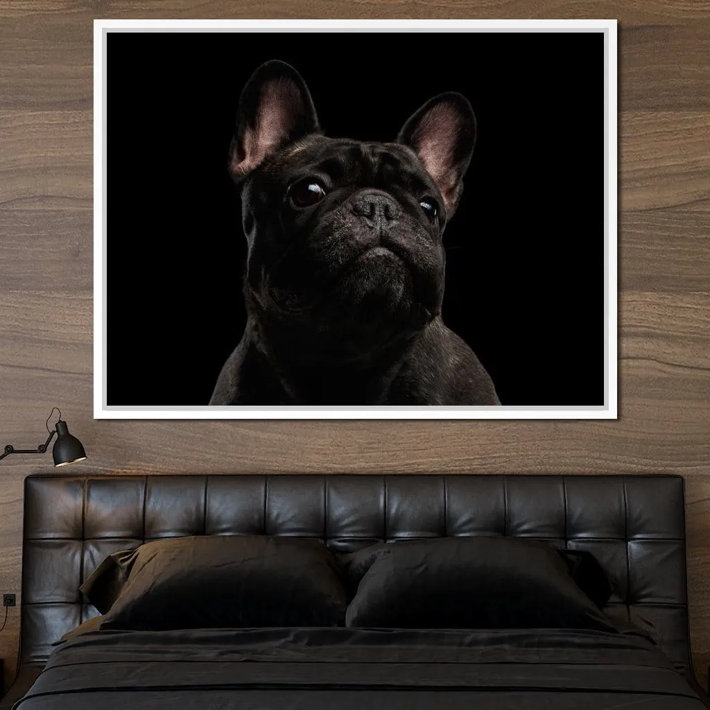 Black French Bulldog