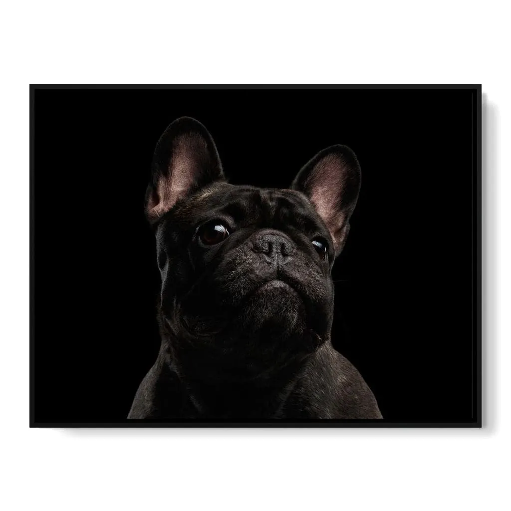 Black French Bulldog