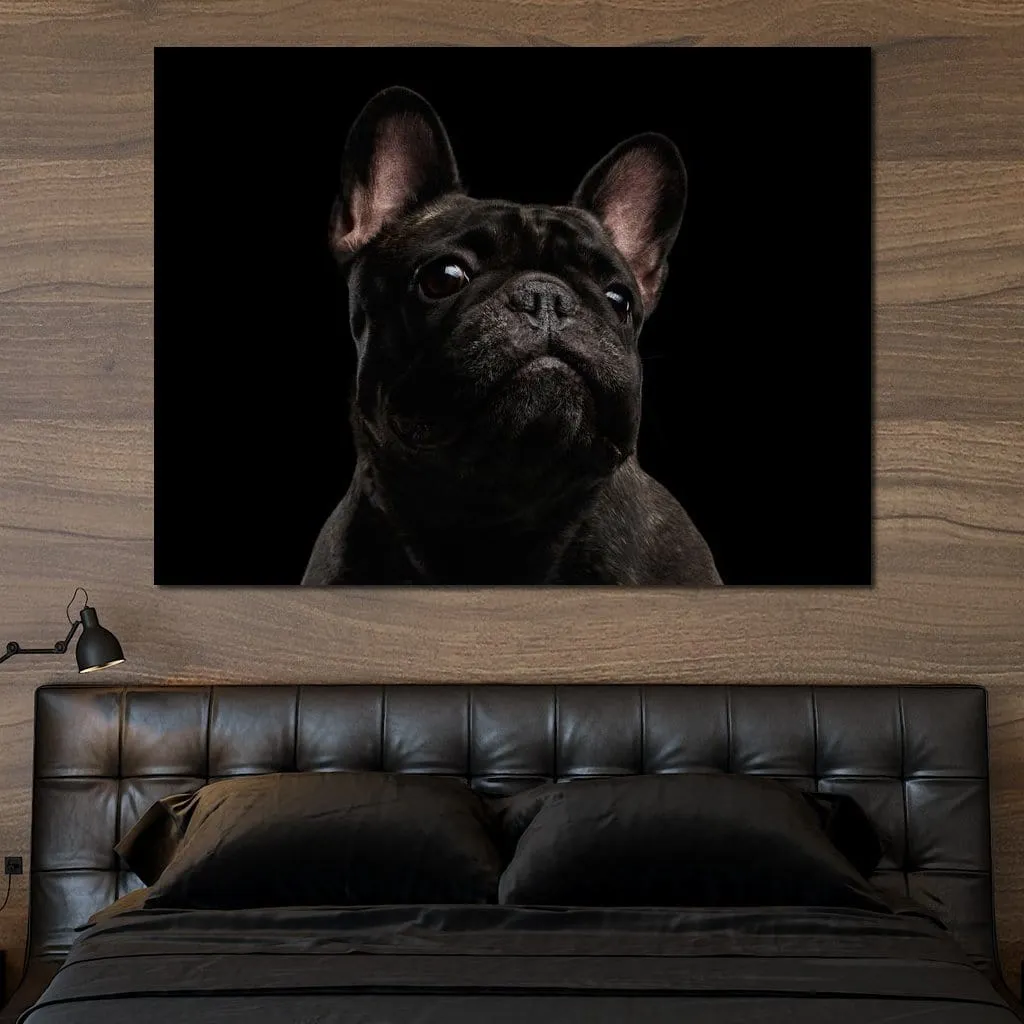 Black French Bulldog