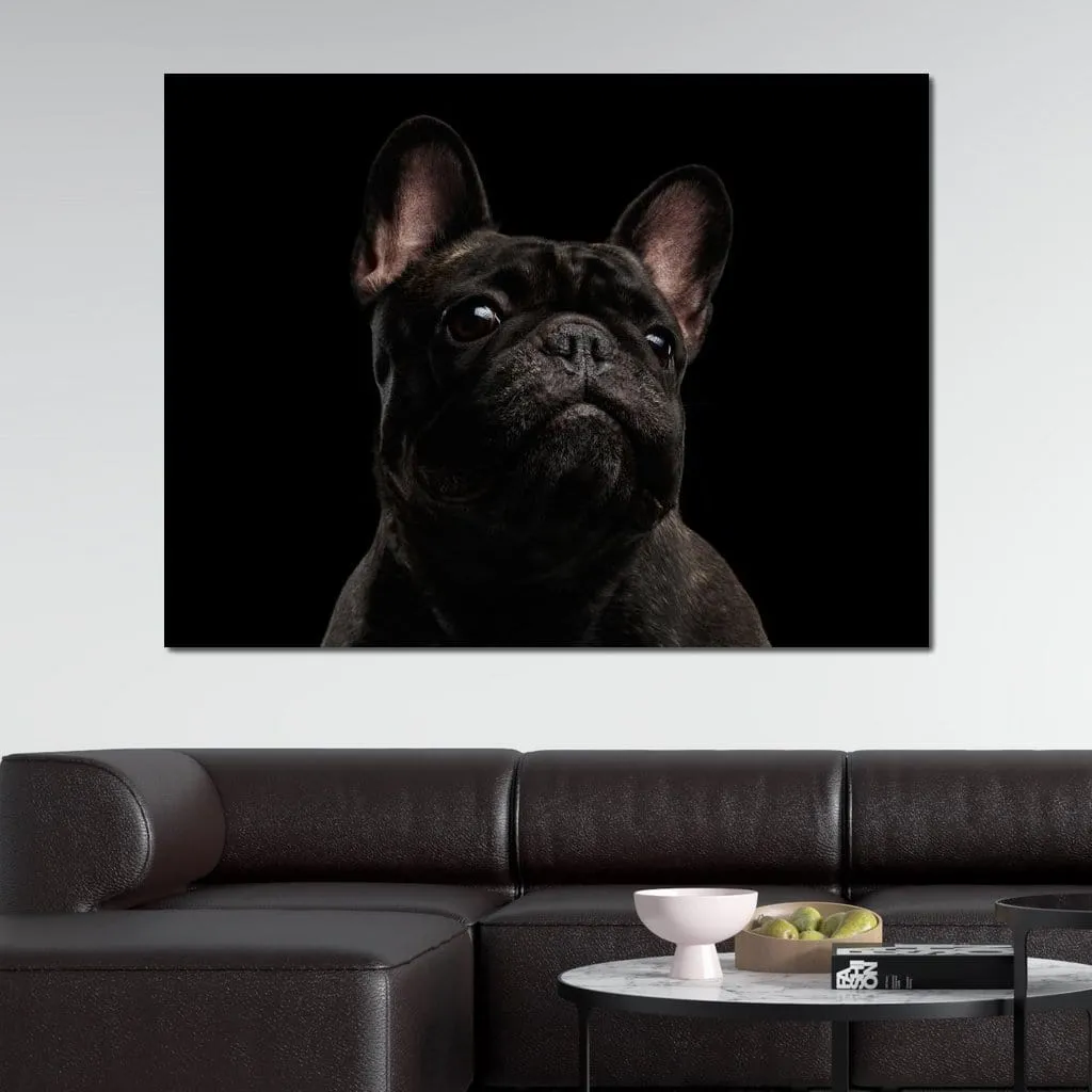 Black French Bulldog