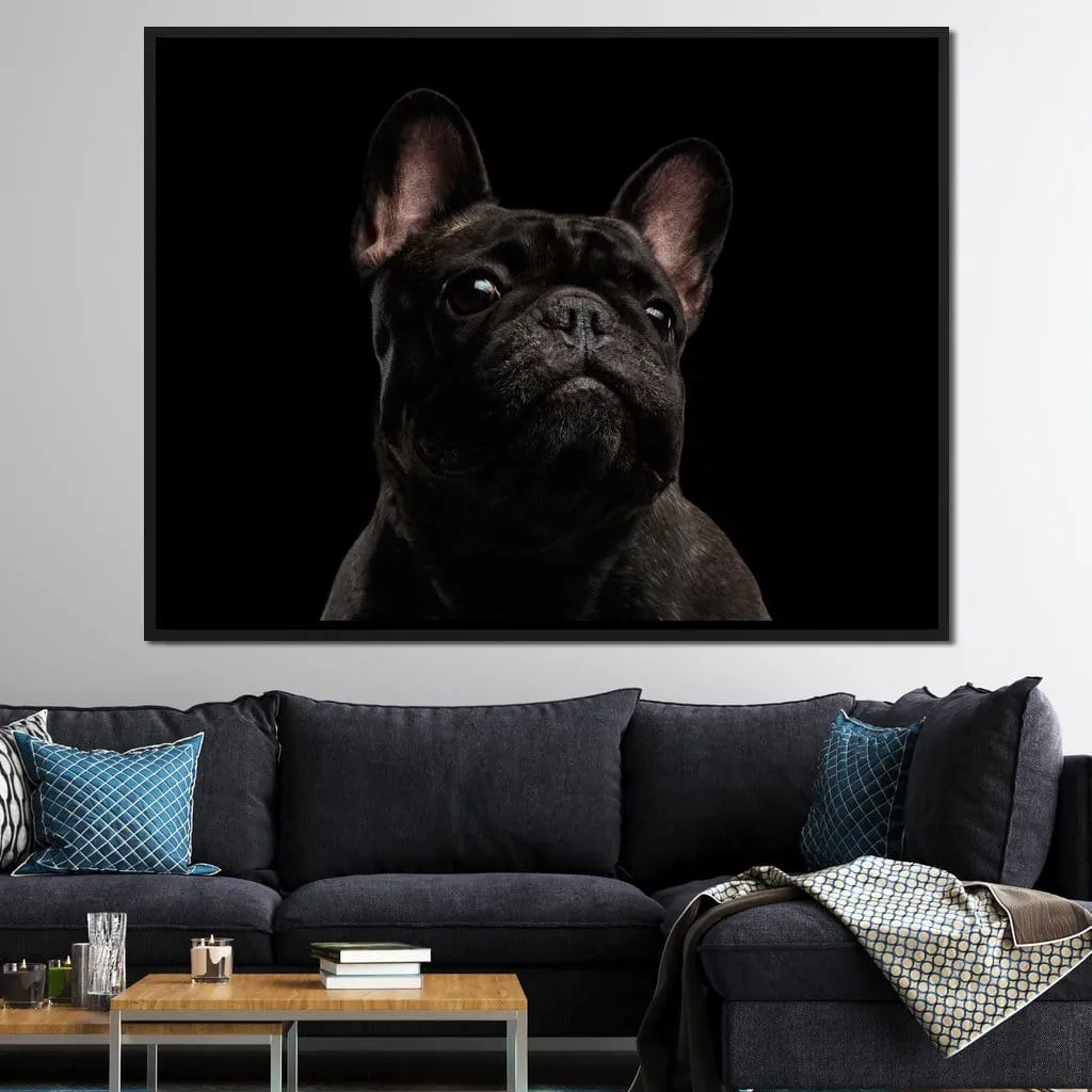 Black French Bulldog