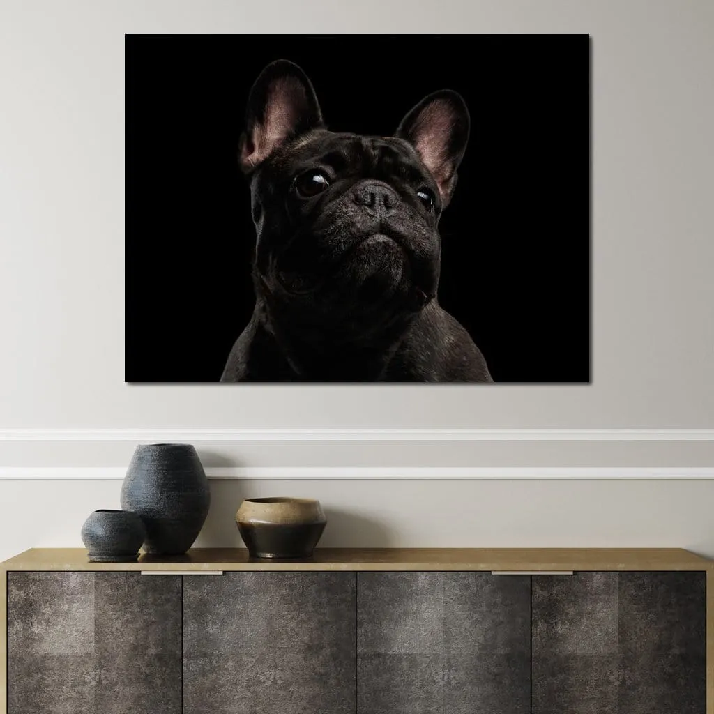 Black French Bulldog