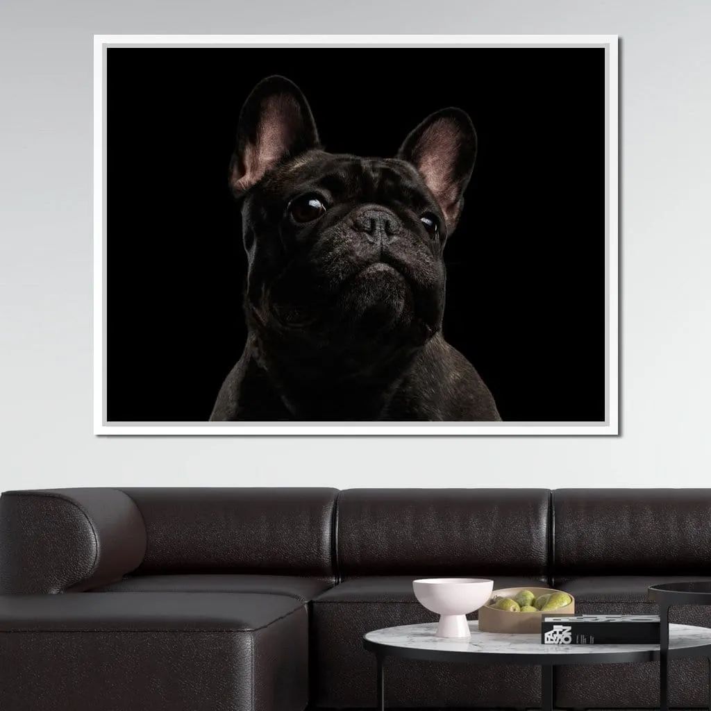 Black French Bulldog