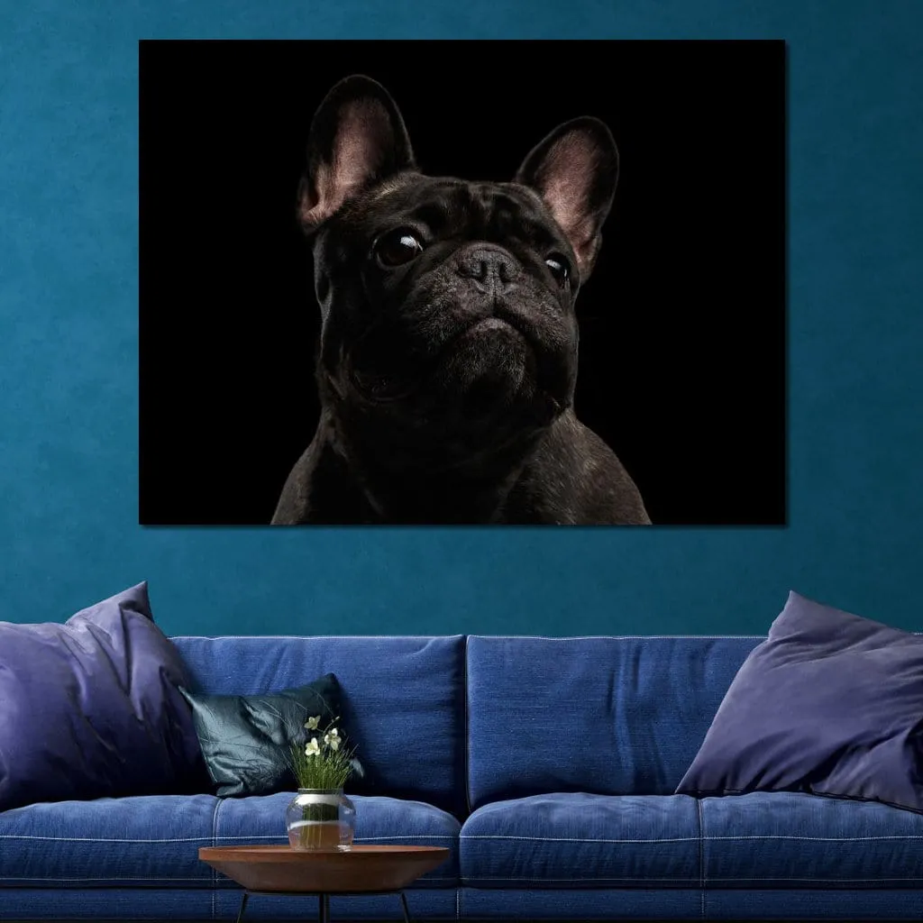 Black French Bulldog