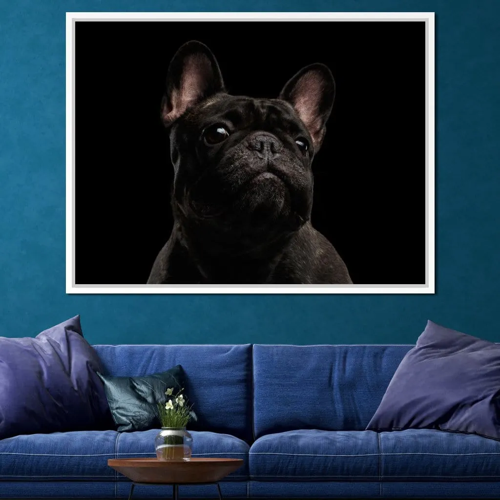 Black French Bulldog